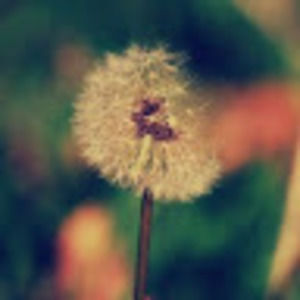 Meet your Posher, Meredith